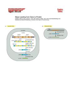 Steps Leading from Gene to Protein ©1998 by Alberts, Bray, Johnson, Lewis, Raff, Roberts, Walter . http://www.essentialcellbiology.com Published by Garland Publishing, a member of the Taylor & Francis Group.  (A)