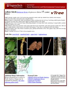 yellow birch Betulaceae Betula alleghaniensis Britton  symbol: BEAL2 Leaf: Alternate, simple, ovate, 4 to 6 inches long, pinnately-veined, acute tip, rounded base, doubly serrate margins,