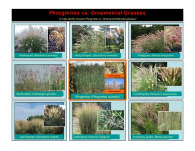 Phragmites vs. Ornamental Grasses “to help identify Invasive Phragmites vs. Ornamental Nebraska grasses” Maidengrass (Miscanthus sinensis)  Hardy Pampas (Saccharum ravennae)