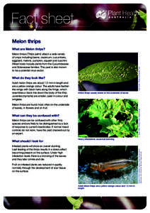 Phyla / Protostome / Botany / Thripinae / Thripidae / Thrips / Agricultural pest insects / Pollinators