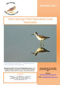 nta Drive by Mat GilfedderThis  November 2014 Alice Springs Field Naturalists Club Newsletter