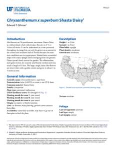 FPS127  Chrysanthemum x superbum Shasta Daisy1 Edward F. Gilman2  Introduction
