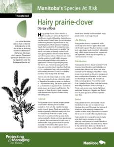 Manitoba’s Species At Risk Threatened Hairy prairie-clover Dalea villosa