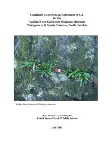 Candidate Conservation Agreement (CCA) for the Yadkin River Goldenrod (Solidago plumosa) Montgomery & Stanly Counties, North Carolina  Yadkin River Goldenrod (Solidago plumosa)