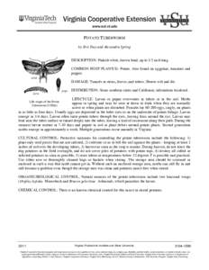POTATO TUBERWORM by Eric Day and Alexandra Spring DESCRIPTION: Pinkish white, brown head, up to 1/2 inch long. COMMON HOST PLANT(S): Potato. Also found on eggplant, tomatoes and pepper.