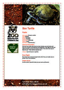 Box Turtle Facts Latin name: Terrapene carolina Class: Reptiles Order: Testudines Family: Emydidae