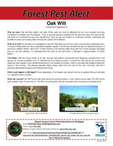 Oak Wilt (Ceratocystis fagecearum) Why we care: Oak wilt kills healthy red oaks. White oaks can also be affected but are more resistant and less vulnerable to mortality from the disease. Once a red oak becomes infected w