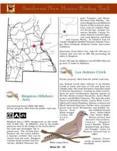 Southwest New Mexico Birding Trail I N  patic Tanager; and Blackthroated Gray Warbler. Between Kingston and Hillsboro