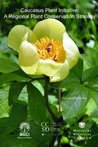 Caucasus Plant Initiative: A Regional Plant Conservation Strategy Paeonia wittmanniana  