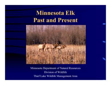 Minnesota Elk Past and Present Minnesota Department of Natural Resources Division of Wildlife Thief Lake Wildlife Management Area