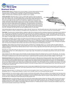 Bowhead Whale: Wildlife Notebook Series - Alaska Department of Fish and Game