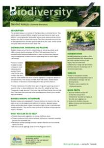 Biodiversity Information Sheet: Banded kokopu - Taranaki Regional Council