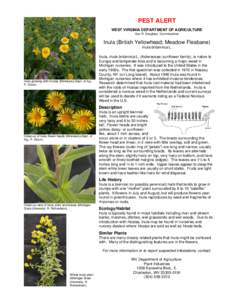 Britannica / Yellowhead / Inula hirta / Inuleae / Inula / Fleabane