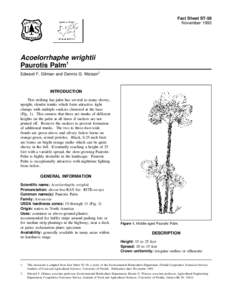 Fact Sheet ST-58 November 1993 Acoelorrhaphe wrightii Paurotis Palm1 Edward F. Gilman and Dennis G. Watson2