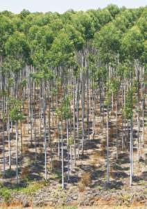 Eucalyptus / Clonal colony / Cloning / Clone / Vegetative reproduction / Biology / Plant reproduction / Molecular biology