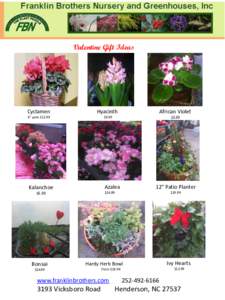 Valentine Gift Ideas  Cyclamen Hyacinth