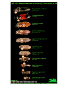 click-beetle-nontargets-web.jpg