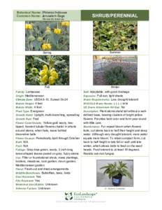 Botany / Flora of North America / Biology / Lamiaceae / Phlomis fruticosa / Phlomis