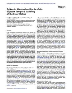 Current Biology 23, 48–52, January 7, 2013 ª2013 Elsevier Ltd All rights reserved  http://dx.doi.orgj.cubReport Spikes in Mammalian Bipolar Cells