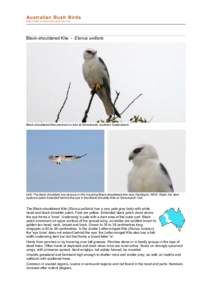file:///C:/bushbirds-5.0/infe/elanus_axillaris.html