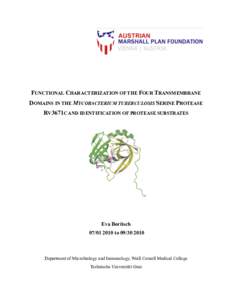 FUNCTIONAL CHARACTERIZATION OF THE FOUR TRANSMEMBRANE DOMAINS IN THE MYCOBACTERIUM TUBERCULOSIS SERINE PROTEASE RV3671C AND IDENTIFICATION OF PROTEASE SUBSTRATES Eva Boritsch[removed]to[removed]