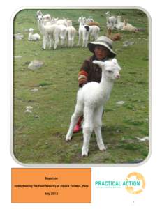 Report on Strengthening the Food Security of Alpaca Farmers, Peru July  Analysis of the situation