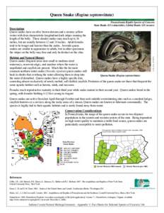 Queen Snake (Regina septemvittata)  Pennsylvania Reptile Species of Concern State Rank: S3 (vulnerable), Global Rank: G5 (secure)  Habitat and Natural History