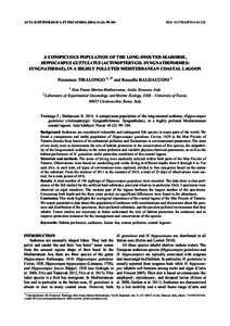 ACTA ICHTHYOLOGICA ET PISCATORIA[removed]): 99–104  DOI: [removed]AIP2014[removed]A CONSPICUOUS POPULATION OF THE LONG-SNOUTED SEAHORSE, HIPPOCAMPUS GUTTULATUS (ACTINOPTERYGII: SYNGNATHIFORMES: