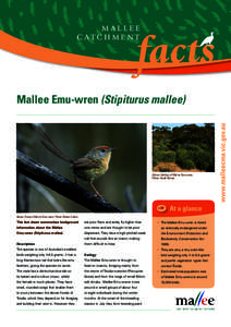 MALLEE CATCHMENT Above: Habitat of Mallee Emu-wren. Photo: Sarah Brown.