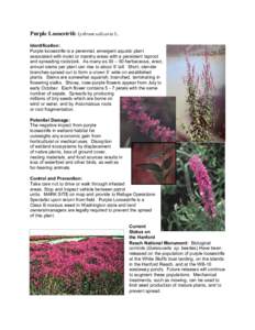 Purple Loosestrife Lythrum salicaria L. Identification: Purple loosestrife is a perennial, emergent aquatic plant associated with moist or marshy areas with a persistent taproot and spreading rootstock. As many as 30 –