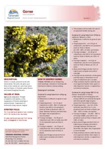 Gorse  Ulex europaeus Number 7  This product must be under the care of