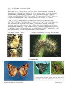 PEST: Gypsy Moth (Lymantria dispar) BASIC PROFILE: GM larvae are voracious eaters and may feed on hundreds of deciduous and evergreen tree species but prefer oak and aspen. They can defoliate large stands of forested are