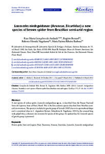 Recluse spider / Sicariidae / Chilean recluse / Pedipalp / Serra / Spitting spider / Venomous spiders / Phyla / Protostome