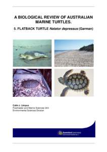 A Biological Review of Australian Marine Turtles - Flatback Turtle Natator depressus (Garman)