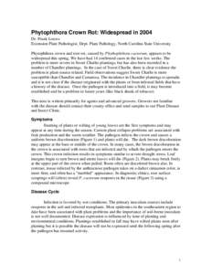 Phytophthora Crown Rot: Widespread in 2004 Dr. Frank Louws Extension Plant Pathologist, Dept. Plant Pathology, North Carolina State University Phytophthora crown and root rot, caused by Phythophthora cactorum, appears to