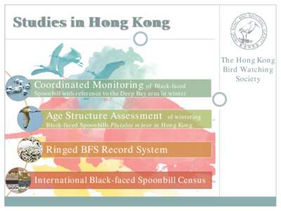 Studies in Hong Kong  Coordinated Monitoring of Black-faced Spoonbill with reference to the Deep Bay area in winter