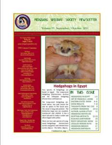 Anthropomorphism / Paraechinus / Erinaceidae / Domesticated hedgehog / Hedgehogs / Biology / Long-eared hedgehog