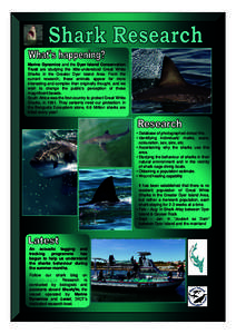 Ichthyology / Predators / Great white shark / Chris Fallows / Outline of sharks / Fish / Sharks / Cartilaginous fish
