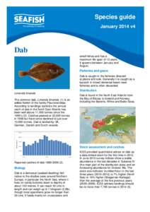 Species guide January 2014 v4 Dab small fishes and has a maximum life span of 12 years,