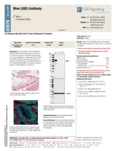 Store at -20°C  Miwi (G82) Antibody #2079