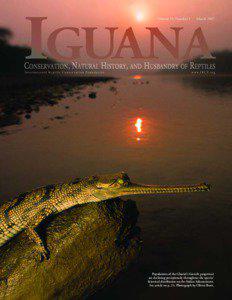 Iguana b&w text