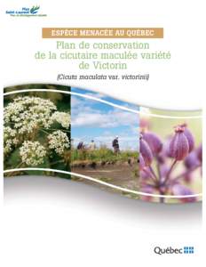 ESPÈCE MENACÉE AU QUÉBEC  Plan de conservation de la cicutaire maculée variété de Victorin (Cicuta maculata var. victorinii)