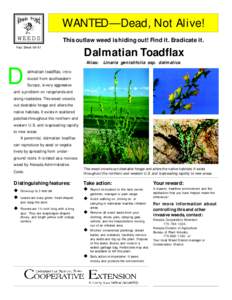 Linaria dalmatica / Linaria / Landscape architecture / Land management / Noxious weed / Weed / Herbicide / Calophasia lunula / Plantaginaceae / Garden pests / Agriculture