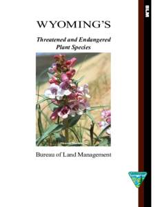 Penstemon / Blowout grass / Blowout / Plantaginaceae / Flora of the United States / Penstemon haydenii