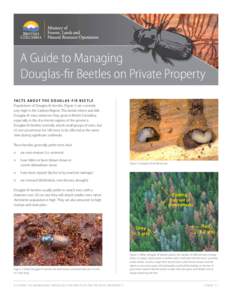 A Guide to Managing Douglas-fir Beetles on Private Property FA C T S A B O U T T H E D O U G L A S - F I R B E E T L E Populations of Douglas-fir beetles (Figure 1) are currently very high in the Cariboo Region. This bee