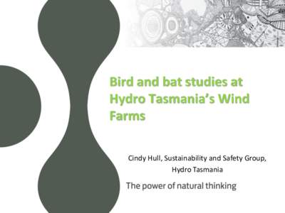 Bird and bat studies at Hydro Tasmania’s Wind Farms Cindy Hull, Sustainability and Safety Group, Hydro Tasmania