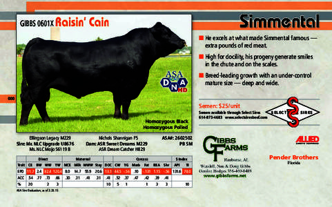 ■ He excels at what made Simmental famous — extra pounds of red meat. ■ High for docility, his progeny generate smiles in the chute and on the scales. ■ Breed-leading growth with an under-control mature size — 