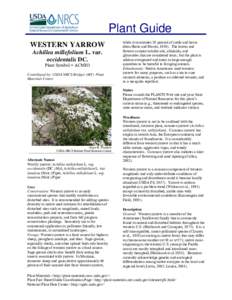 Plant Guide WESTERN YARROW Achillea millefolium L. var. occidentalis DC. Plant Symbol = ACMIO Contributed by: USDA NRCS Bridger (MT) Plant