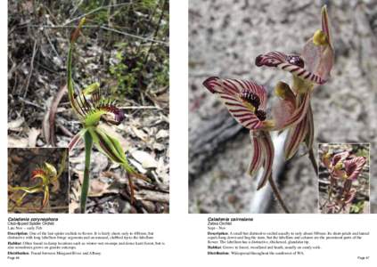 Caladenia corynephora  Club-lipped Spider Orchid Late Nov – early Feb Description: One of the last spider orchids to flower. It is fairly short, only to 400mm, but distinctive with long labellum fringe segments and an 