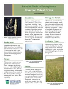 Invasive Plants in Pennsylvania  Common Velvet Grass Holcus lanatus  John M. Randall, The Nature Conservancy